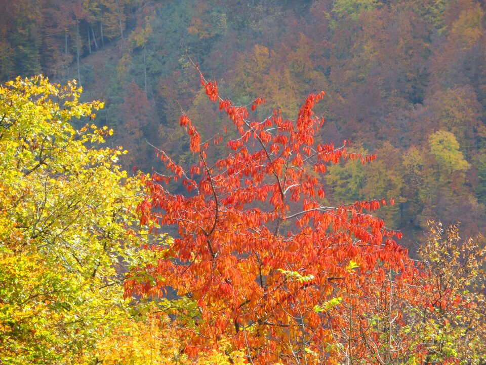Trees bright colors light
