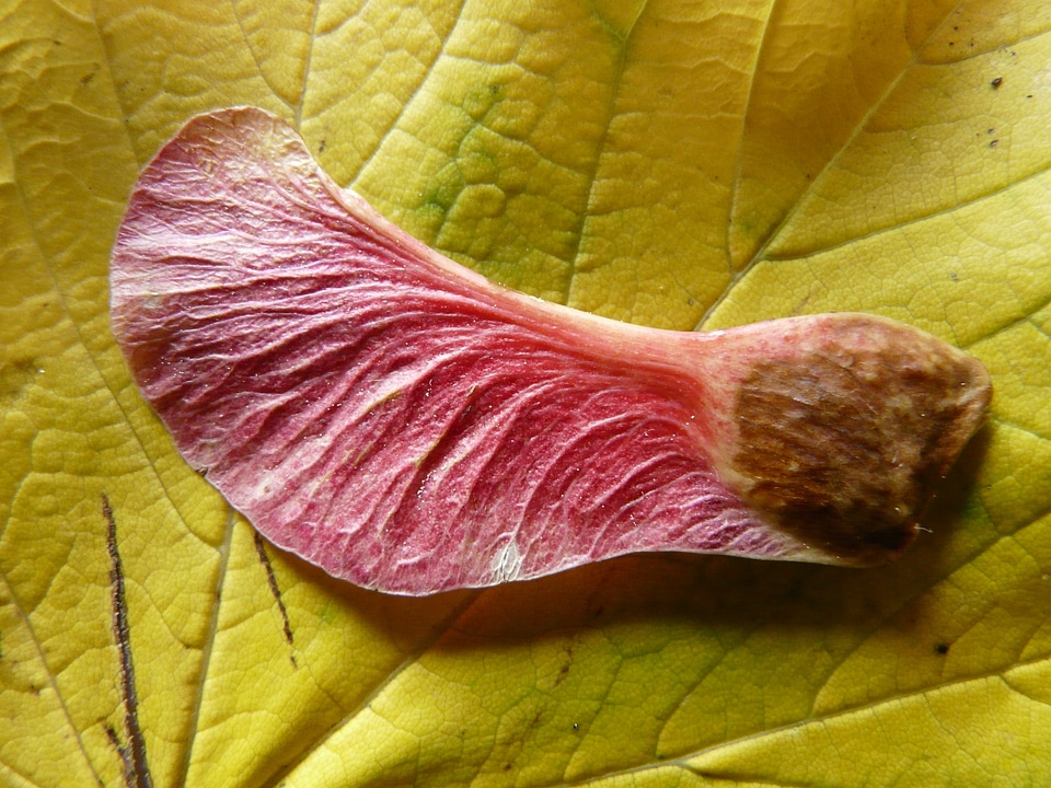 Maple maple leaf acer