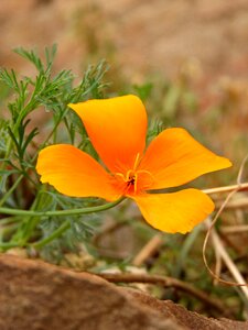 California poppy flower yellow