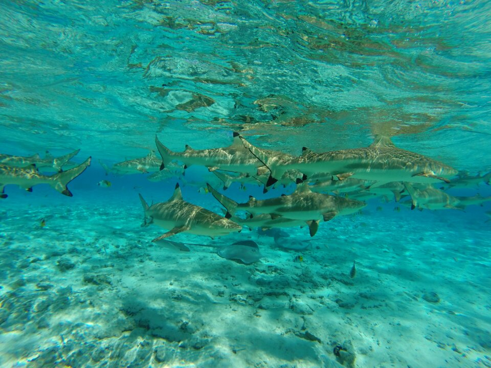 Sea water skate