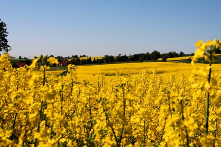 Oilseed rape nature Free photos