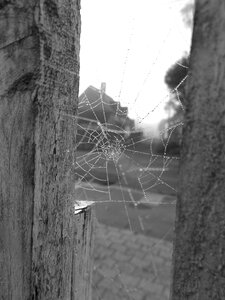 The nature insect trap