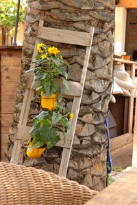 Palm sunflower nature photo