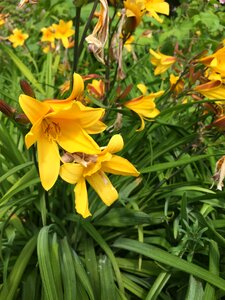 Yellow flowers flora