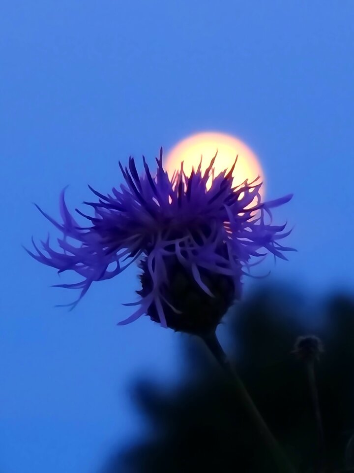 Landscape evening summer