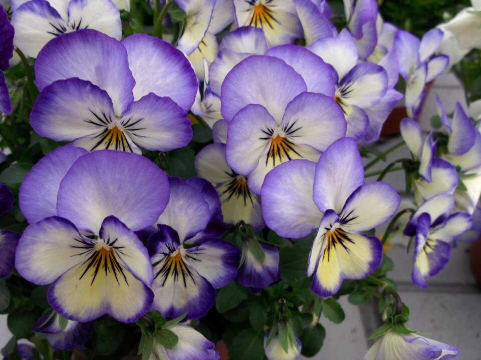 Violas violet flower