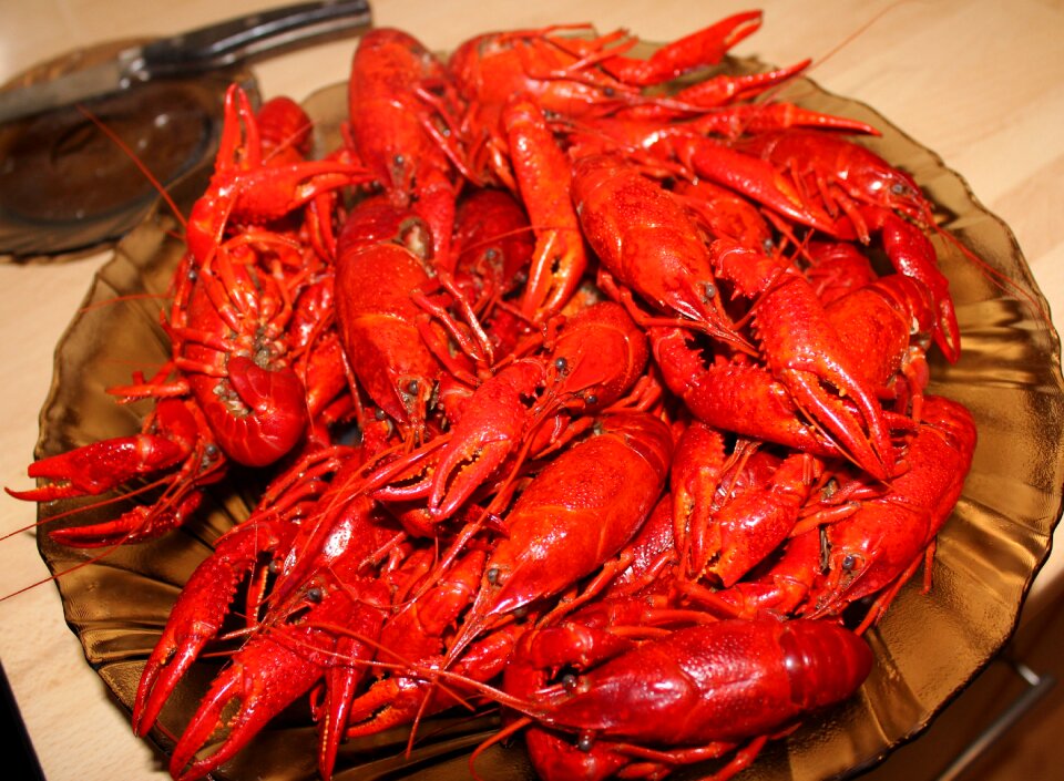 Crayfish chinese crayfish Free photos