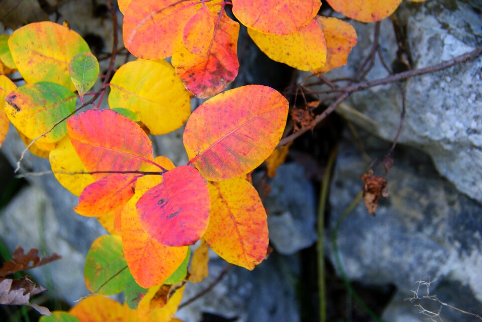 Autumn woods leaf autumn