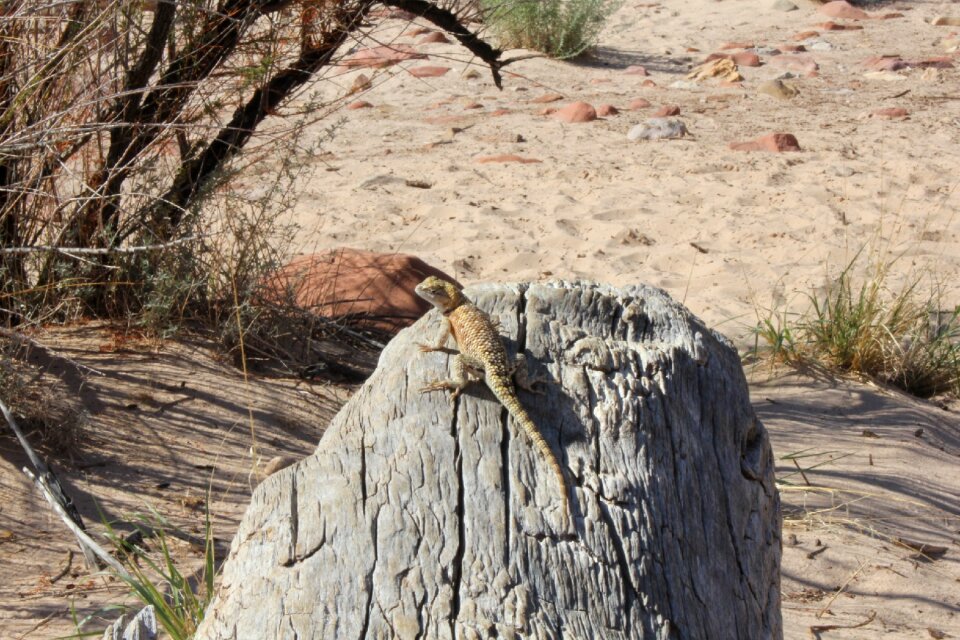 Wood desert