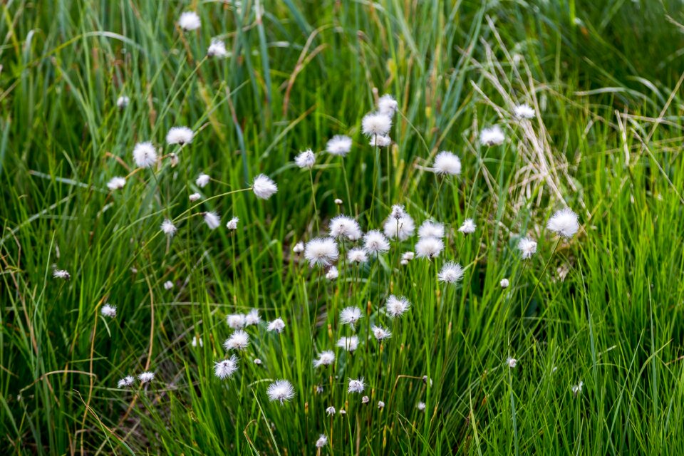 Nature reserve suossa cottongrass