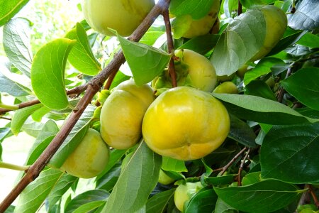 Diospyros kaki ebenaceae healthy