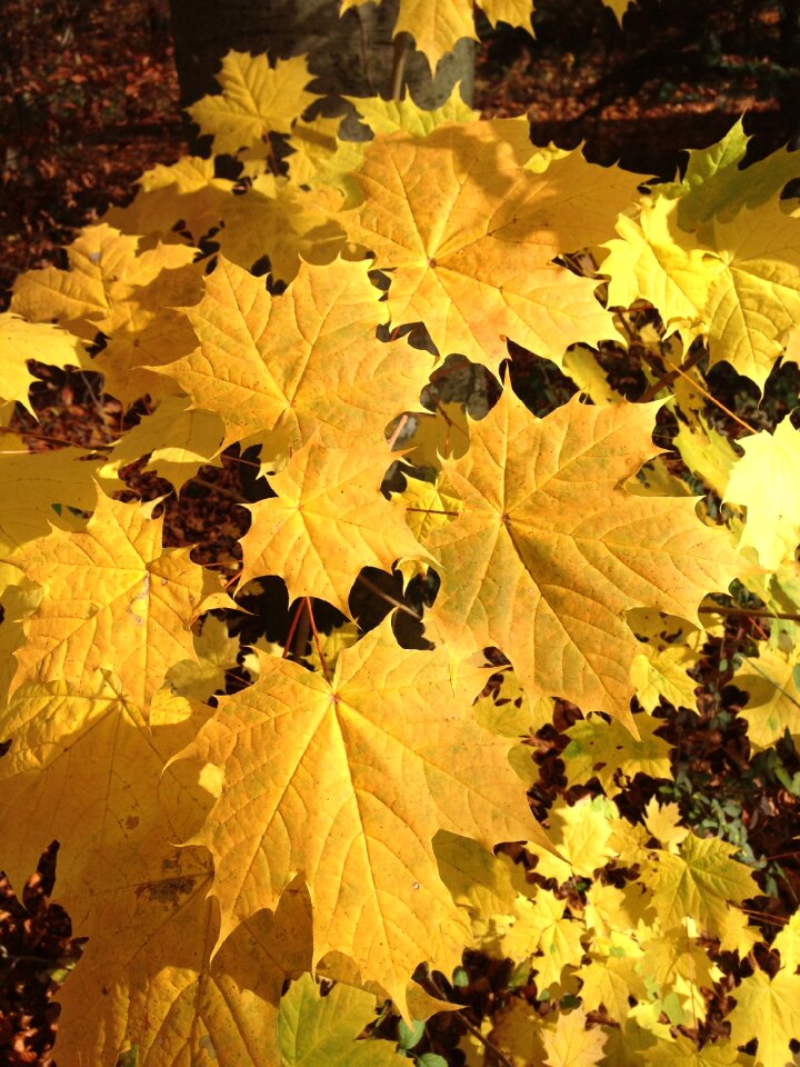 Yellow leaves fall