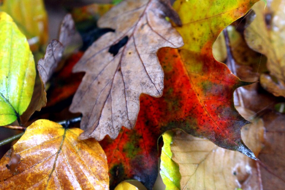 Yellow fall color nature