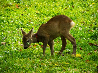Roe deer kid little deer animal