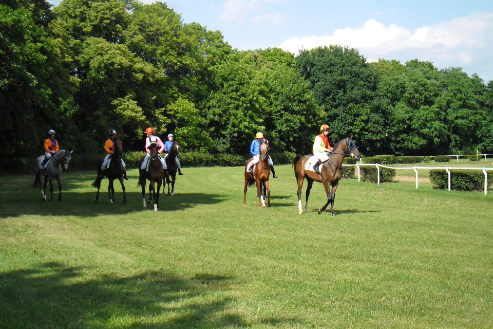 Race horse racing the horse