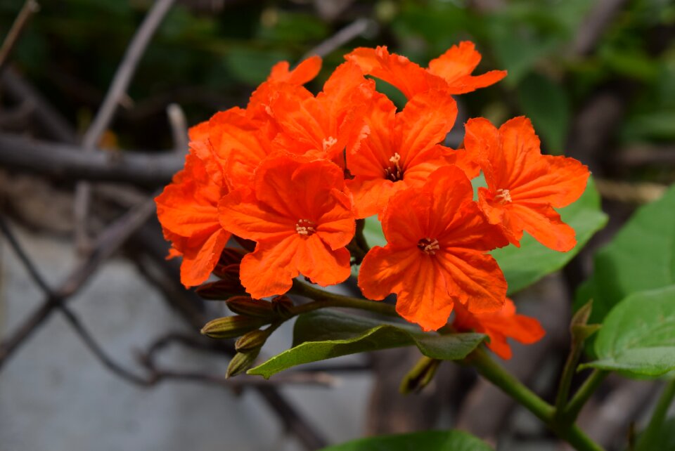 Cordia sebestena orange