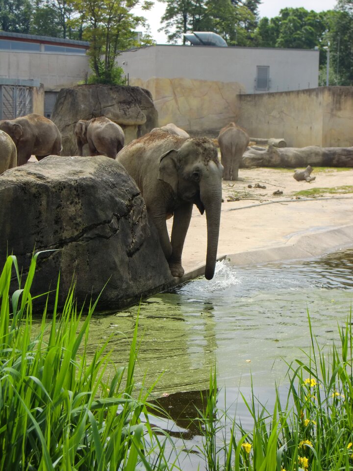 Animals proboscis pachyderm