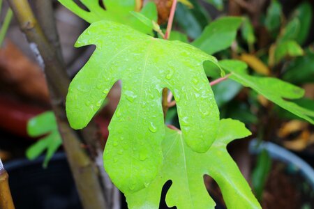 Plant nature foliage