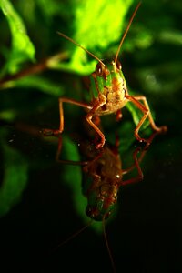Nature wildlife bug photo