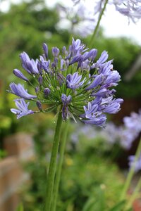 Spring plant blossom