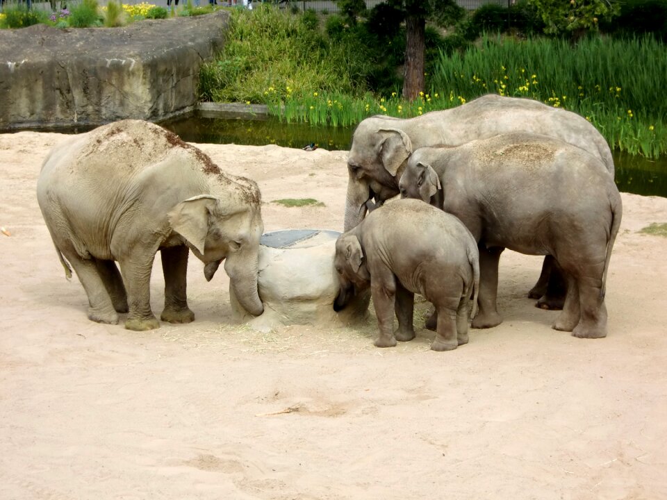 Animals proboscis pachyderm