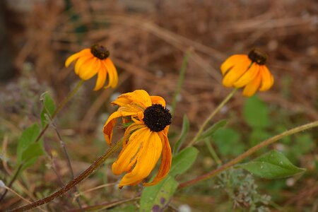 Petals fall fields
