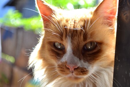 Feline animal portrait ginger photo