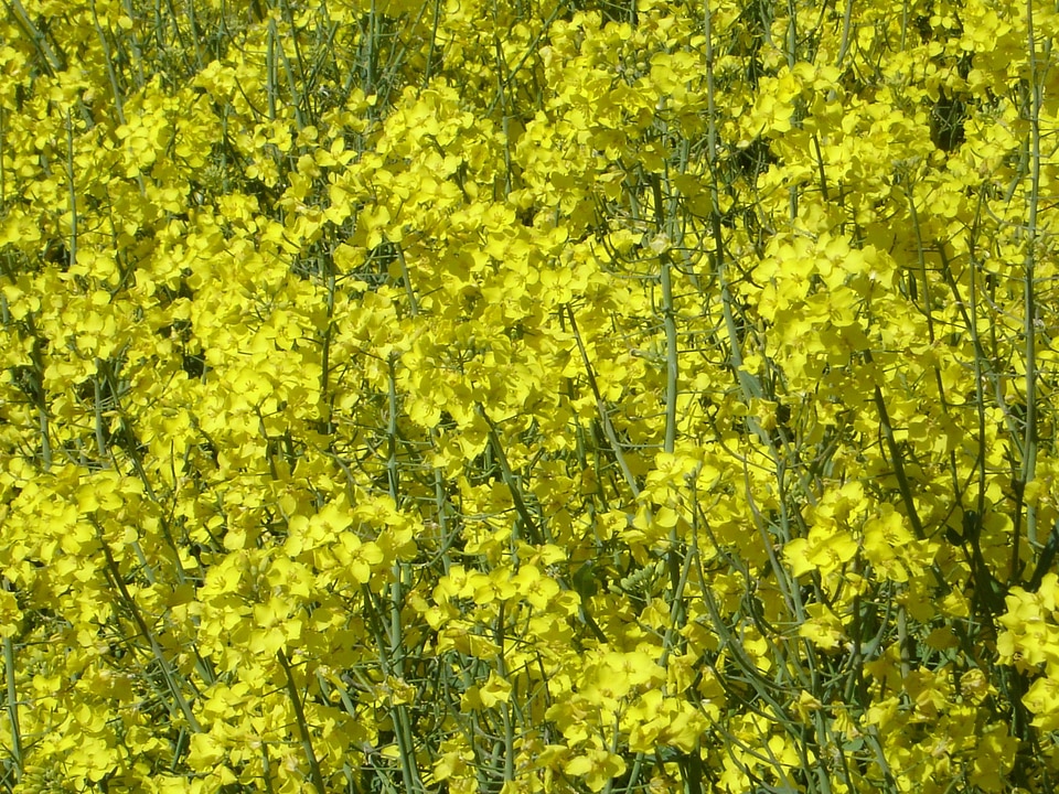 Blossom bloom plant