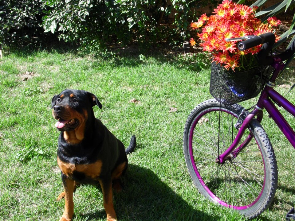 Flowers dog rottweiler