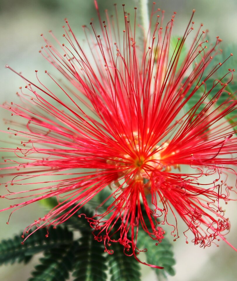 Blossom bright color