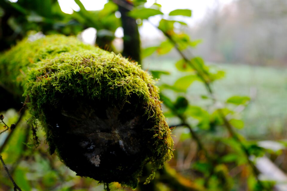 Park trees plant
