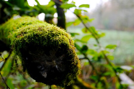 Park trees plant
