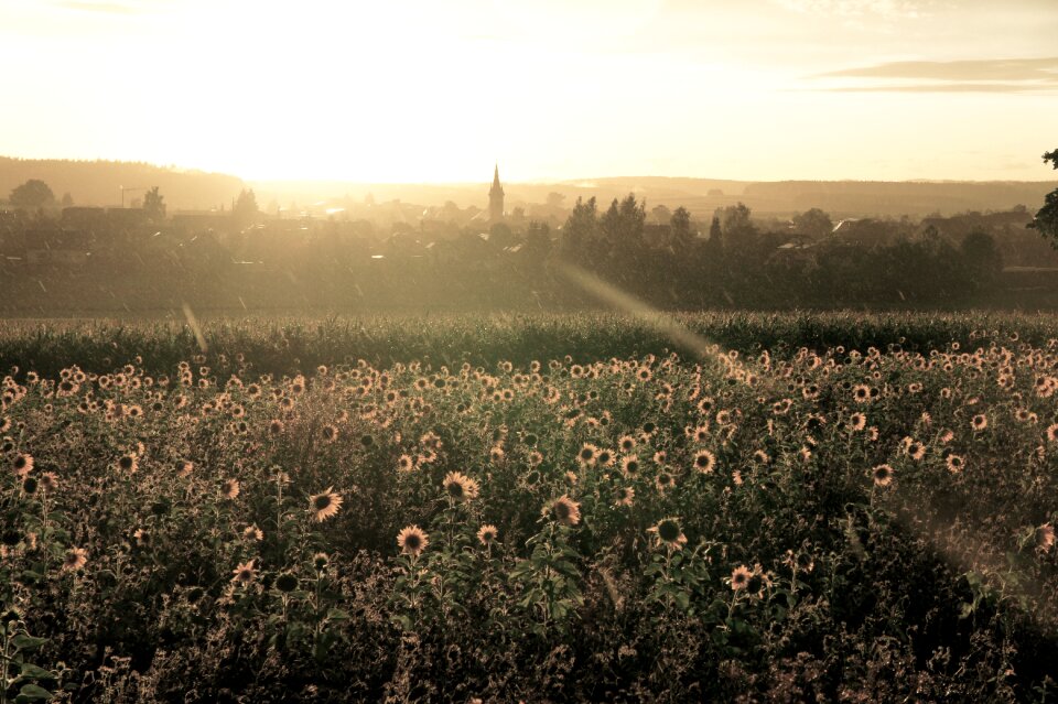 Sunflower nature light