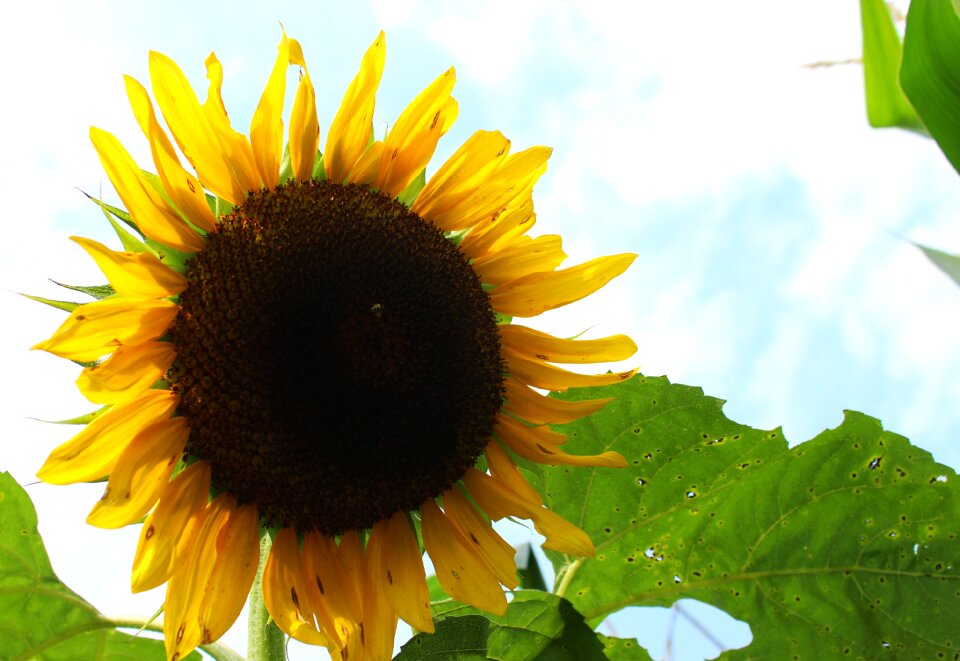 Plant sunflower flower