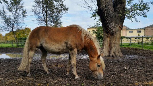 Ride haflinger horseshoe photo