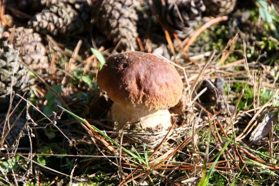 Autumn wild