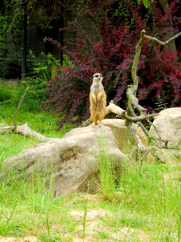 Meerkat making males zoo