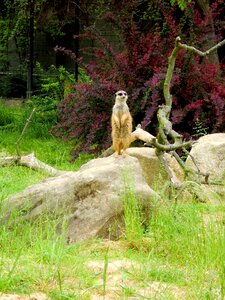 Meerkat making males zoo