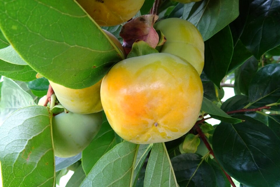 Diospyros kaki ebenaceae healthy