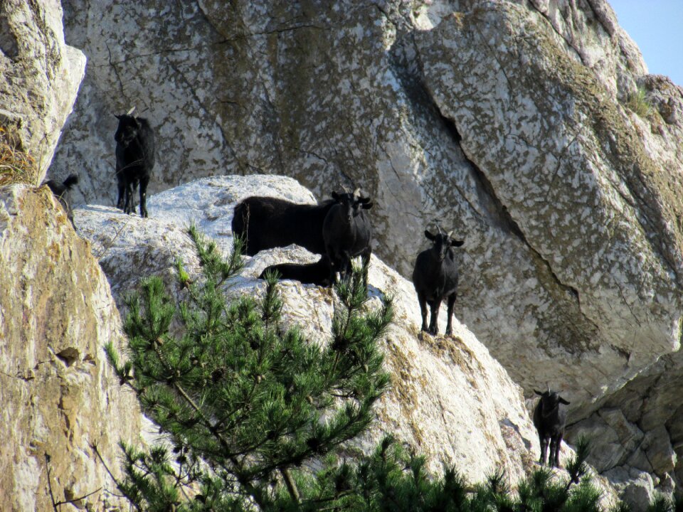Small global flock republic of korea