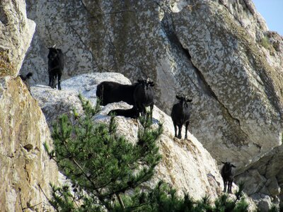 Small global flock republic of korea