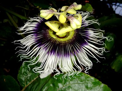 Passion flower vale do jequitinhonha flore de maracujá do mato