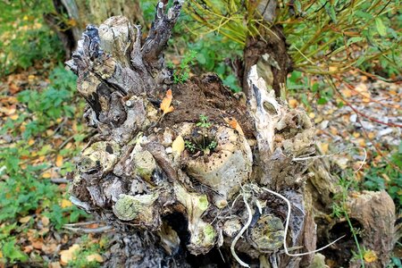 Tribe bark nature