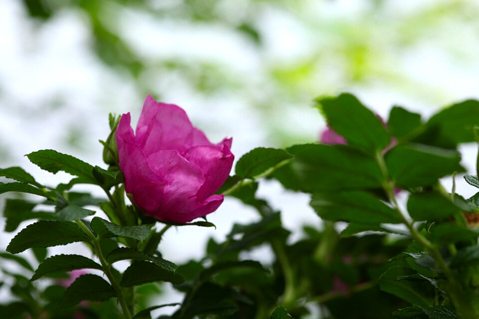 Blossom bloom plant