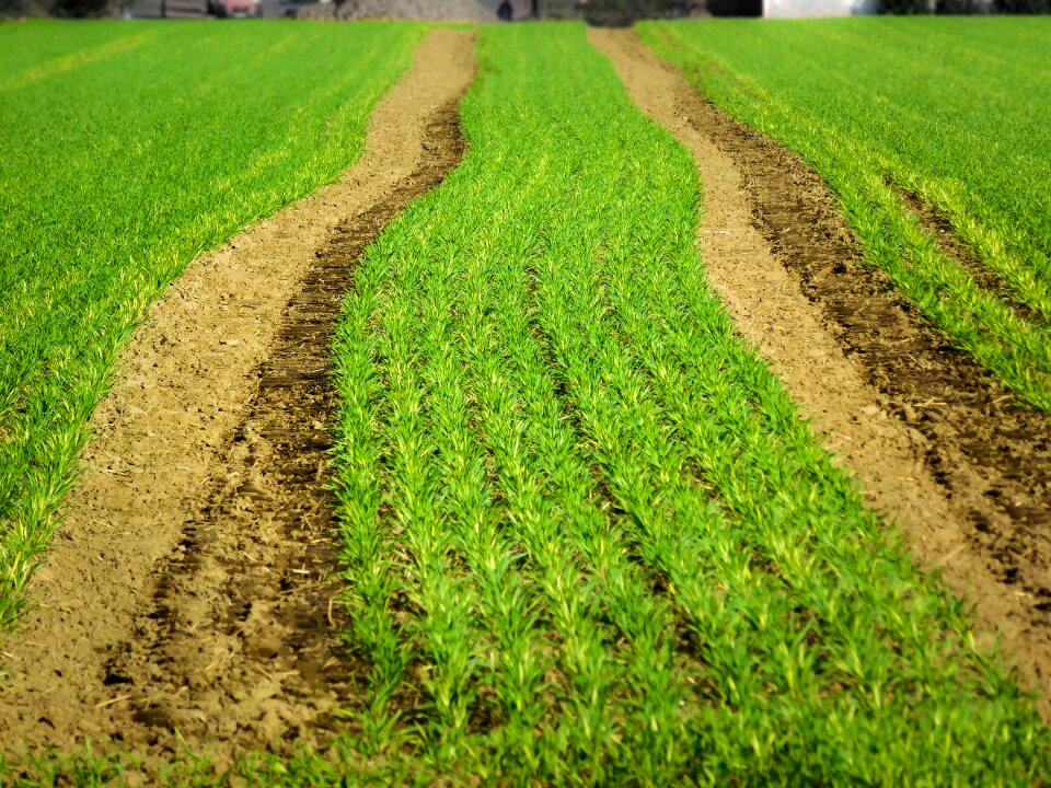 Agriculture green land