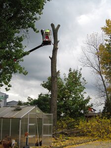 Autumn wood tree died