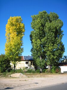 Poplars autumn leaves
