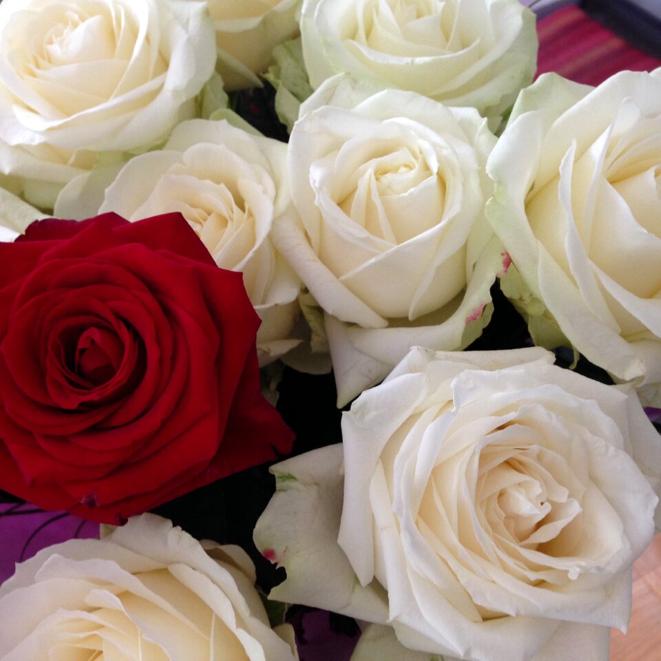 White red love