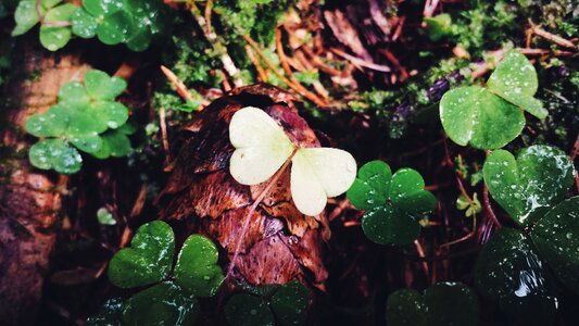 Leaves nature flower