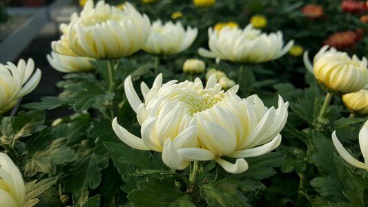 Chrysanthemum flower flowers